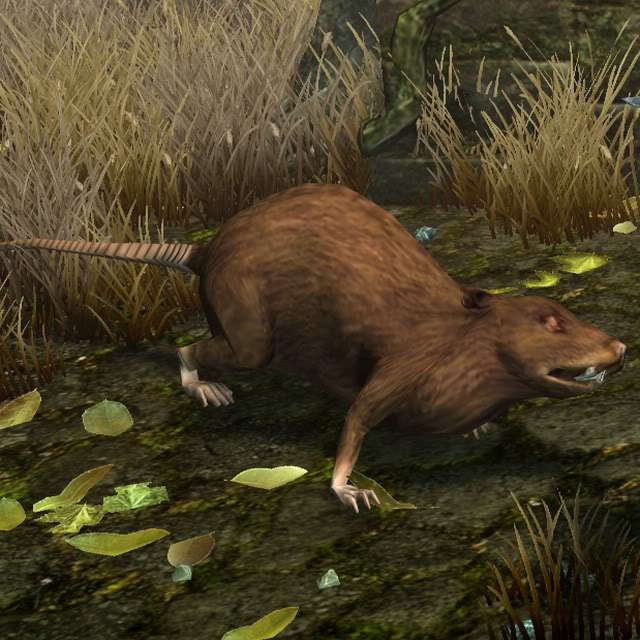 Rat pictures swamp Rats